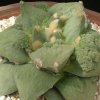 ariocarpus- hyb.frumdosus-x-cauliflowers